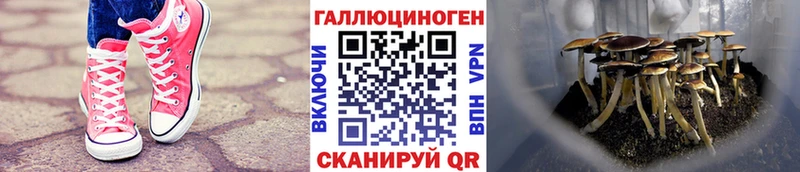 Псилоцибиновые грибы Psilocybe  ОМГ ОМГ зеркало  Холмск  что такое наркотик 